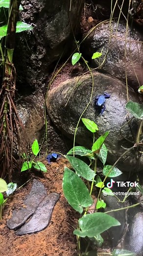 🐟🐬🐠🐡🦈🐸🪼!!!! YAY for @National Aquarium !! If you have never been to the National Aquarium in Baltimore, you should totally plan a trip!! It is a must visit when in Baltimore! 🥰 Tickets are a tad pricey, but you get a slight discount if you are a Maryland resident! Tickets: Adult: $49.95 Child (5-20): $39.95 Senior: $39.95 📍501 E Pratt St Baltimore, MD 21202 #md #maryland #marylandcheck #meetmeinmd #baltimore #aquarium #nationalaquarium #dolphin #shark #rays #jellyfish