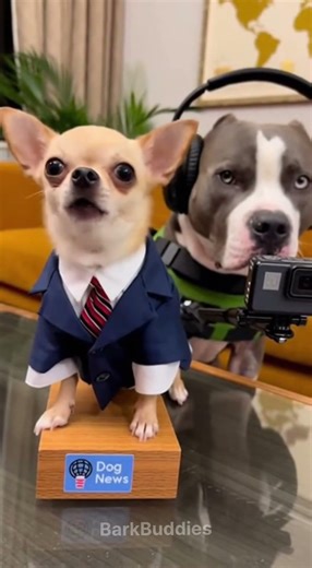 Welcome To Dog News Chihuahua & Pit Bull 🐶 #dog #funnydogs #shortsviral #funnypets
