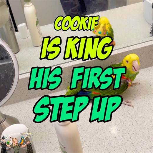 87K views · 2.7K reactions | Watch Rescue Amazon Parrot Steps Up For The First Time  My proudest moment as a bird Mom! | Lucky Lou and Coco Too | Facebook