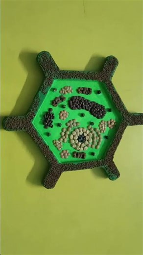 Plant cell model ♥️♥️