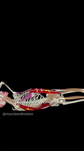 Dragon Flag Progression for Core Strength | Build Your Abs