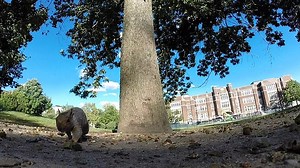 Squirrel steals GoPro and shoots its own amazing footage