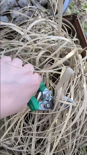 Frühjahrsroutine: Pampasgras schneiden für gesundes Wachstum 🌿✂️