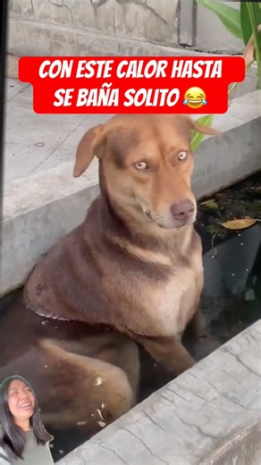 Cool dude 😂 #viral #humor #funnyvideos #comedy #animals