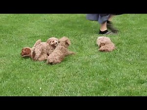 Cockapoo Puppies For Sale