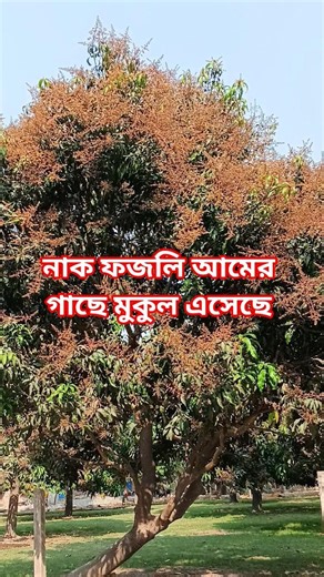 নওগাঁ জেলার বদলগাছী উপজেলার ভান্ডারপুর এলাকায় বাংলাদেশের বিখ্যাত একটি আম নাক ফজলির উৎপত্তি স্থান