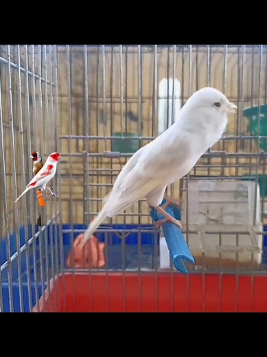 Canary Singing and Mating Behavior Explained