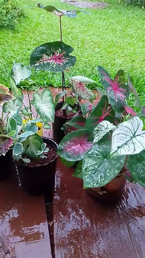 hoy no pienso hacer nada #humor #chiste #construccion #albañilería #trabajo