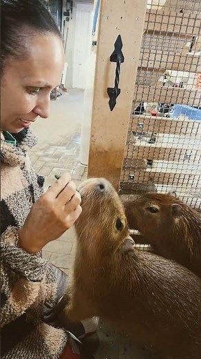 Baby Capybara Evening Snack Time | So Calm & Cute