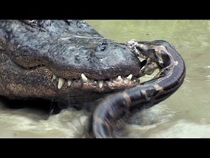 Python vs Alligator 08 -- Real Fight -- Python attacks Alligator