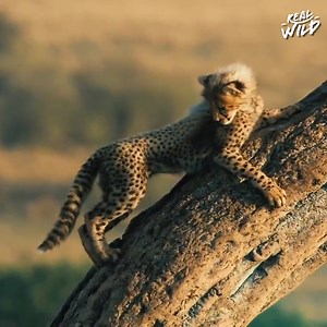For prey, escaping predators leaves no room for error! 💀 Watch as they outsmart their hunters and narrowly escape. | Real Wild