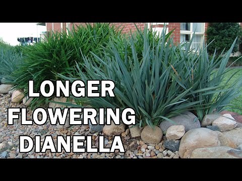 CASSA BLUE® Dianella is a blue foliage flax lilly | Ozbreed Strappy Leaf Plants Range