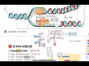 高一生物(全)2-2(B)遺傳物質(DNA的複製與基因表現、遺傳變異與環境影響性狀表現)
