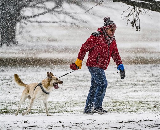 Why won't my dog pee or poop in the snow? How to get your puppy to potty in cold weather