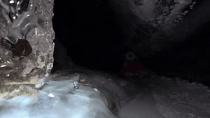 A guy with a backpack moves around an ice cave. Beautiful ice walls shimmer with a dark blue color. In places there are large stones. Snow ceiling. It's hard to walk inside a glacier in the mountains