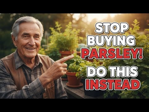 Plant Parsley This Way and Harvest Fresh Every Single Day: The Legacy Method