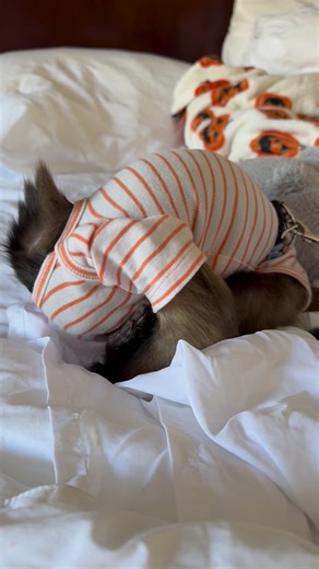 44K views · 632 reactions | Everett the headless monkey #everetthenry #sillymonkey #cutemonkey #babymonkey | Three Little Rascals | Facebook