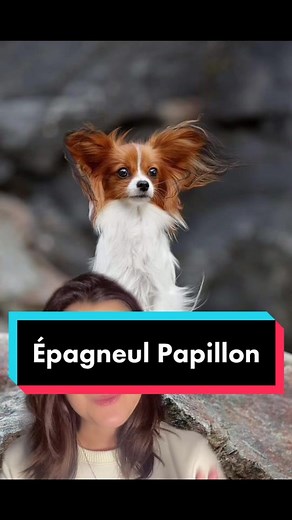 Tout savoir sur l’épagneul papillon en adoption