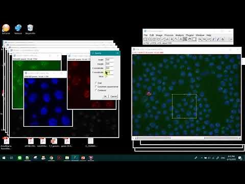 How to crop specific region in image J #imagej #imageprocessing