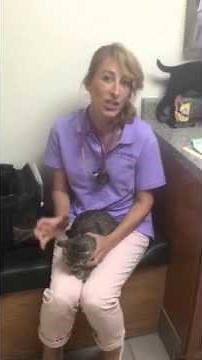 Teaching a calm cat to become a lap cat cuddle-bug