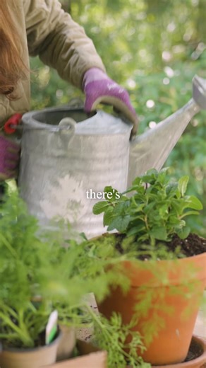 Growing Culinary Herbs in Pots: A Complete Guide