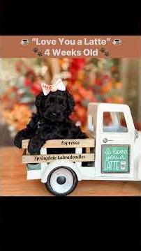 Springdale Labradoodles adorable puppies! We love them a “latte”! 🧡🐾🫶