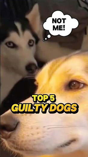 Guilty Dogs Caught in the Act 😂 Funniest Reactions Ever! #GuiltyDogs #FunnyDogs #DogShorts