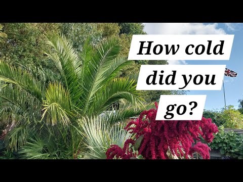 Colocasia propagation update & a cold night