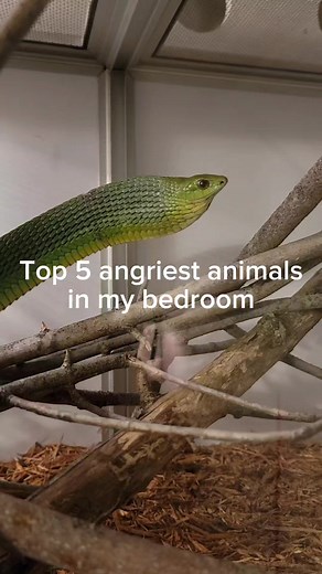 These are the angriest animals at my house. #monitorlizard #venomoussnakes #reptiles #pets #Top5 #funnyanimals #dog #cutepets #cobra #boomslang #rattlesnake | Joey Josselson