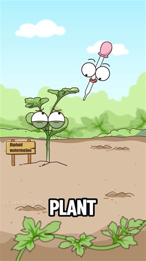 How are seedless watermelons grown?#shorts #funny #hot