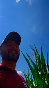 How does corn pollinate? #corn #farming #frobergsfarm | Farmer Froberg