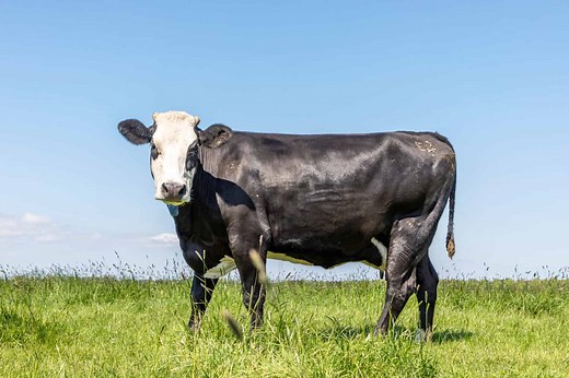 Discover 10 Black and White Cow Breeds