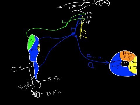 Lumbar plexus tutorial