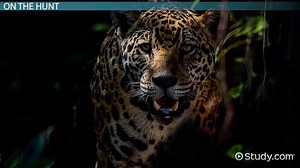 Energy Pyramid & Food Web of a Rainforest | Producers & Consumers - Video | Study.com