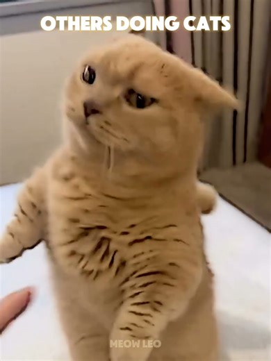 Others Doing Cats vs This Cat