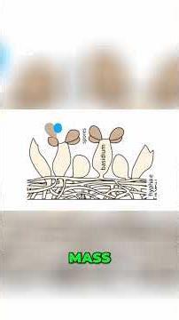 Spore Ejection: The Physics of Fungal Ballistics #fungi #science #interestingfacts