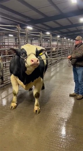 Gigantic Bull Growls While Farmer Stays Calm 🐂