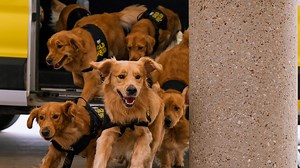 Meet the Golden Squad launched by Hertz. The golden retriever service dogs are making airports calmer for weary travelers. | Detroit Free Press