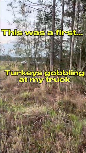 Turkeys gobbling at my truck!