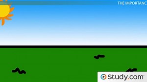 Important Proteins and Their Flux in the Blood and Urine