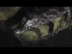 Brillenkaiman (Caiman yacare) - Yacare caiman - Haus des Meeres