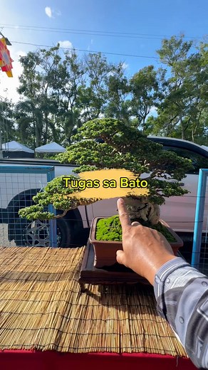 Vitex parviflora, commonly known as Molave, is a hardwood tropical tree native to the Philippines and Southeast Asia, known for its extremely strong, durable wood and resistance to rot and insects. 🌿💚 #bonsai #gardening #fblifestyle | Romeo Antipuesto Jr