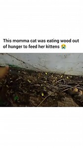 This makes me wanna cry so bad 😭 | Animal Memes