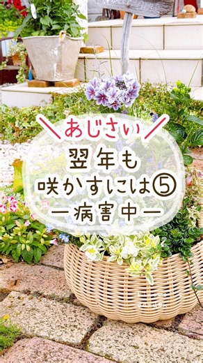 あじさい翌年も咲かすには⑤病害虫