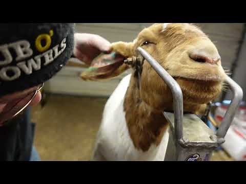 How To Tattooing Goats With A Clamp Tattoo