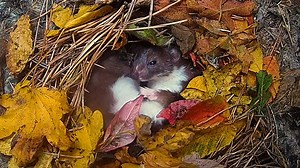 The nights are getting longer & this weasel is ready for bed🐾🍂 Watch it curl up and start to snore lightly! | Robert E Fuller
