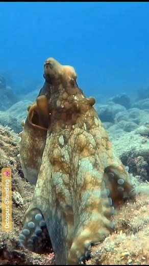 7.5K views · 133 reactions | Caught in the act — this incredible octopus stands upright, showing off its intelligence and control. Nature's alien putting on a show beneath the waves! *Like, share & join our dives to witness such wonders up close!* #Octopus #OceanLife #UnderwaterWorld #RedSea #SeaCreatures #ScubaDiving #octopuslove #natureisawesome #marinelife | Scuba Diving Holidays | Facebook
