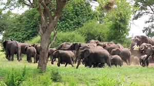 Big herd of elephants at the waterhole #wild #life #nature #animals #wildlife #africa | African Bush Kingdom