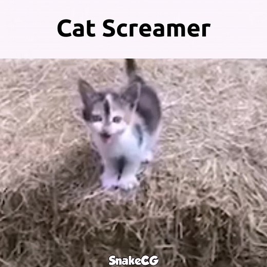 Terrifying Cat Screamer Compilation | Scaring Cats with Screams