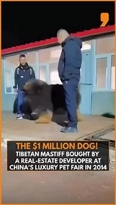 Remember the $1 million dog? This colossal Tibetan Mastiff was snapped up by a Chinese real-estate developer at a 2014 luxury pet fair — and it’s once again grabbing attention online for its sheer size and royal presence. . . . . #tibetanmastiff #dogs #dogsofinstagram #china #reels #viral #viralvideo | NEWS9